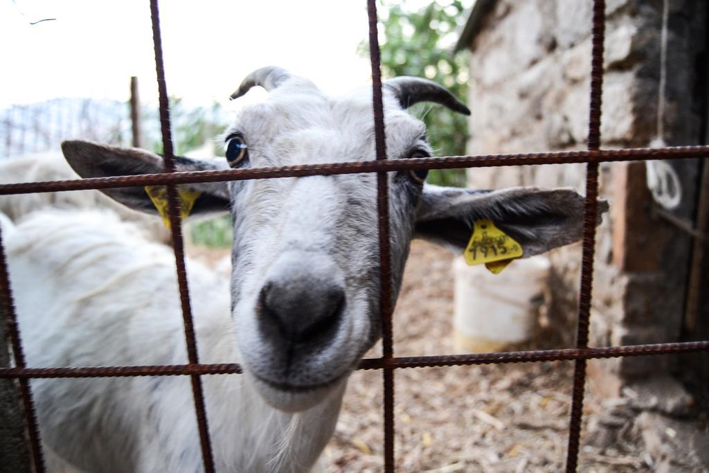 Willa Agriturismo Montagnola Abruzzo Casalanguida Zewnętrze zdjęcie